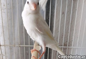 imagem_5