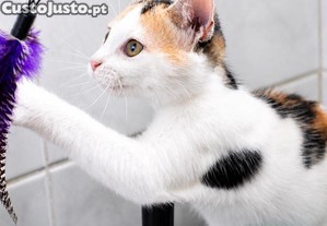 imagem_3