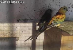 imagem_2