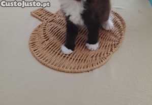 Gatinho persa himalaia