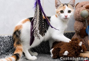 imagem_5