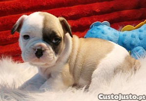 imagem_6