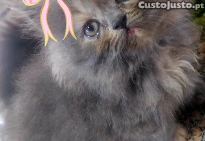 imagem_1