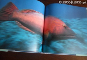 imagem_8