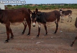 Burrinhas pequenas