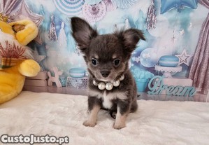 Chihuahua macho azul c Pedigree e afixo entregamos em td Algarve