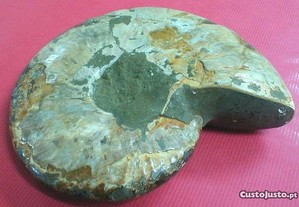 Amonite fóssil polida 20x17x5cm