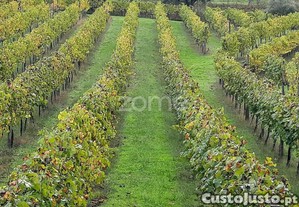 Quinta Com Produção Vinícola Em Baião, Portugal