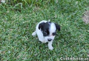 imagem_1