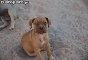 imagem_2