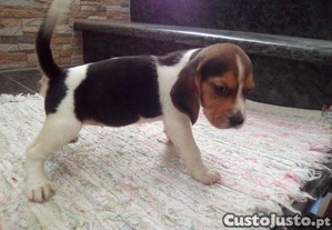 imagem_1