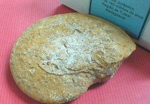 Amonite fóssil 11x9x2,5cm
