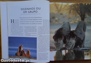 imagem_3