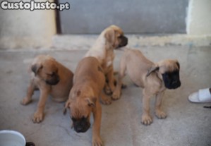 imagem_4