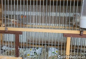 imagem_5