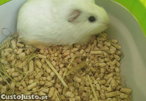 Porquinho da índia sheltie