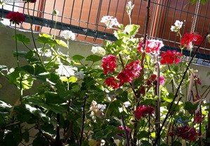imagem_3