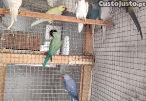 imagem_1