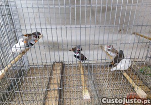 imagem_1