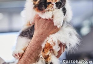 Gata persa tricolor