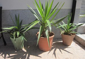 planta natural yuca