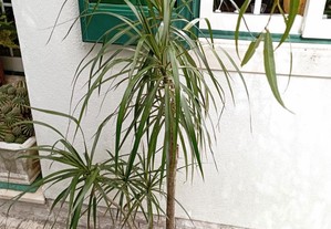 Planta Dracaena Grande 180cm