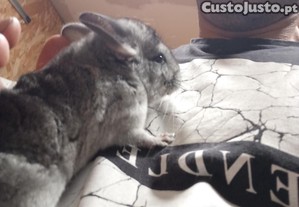 Chinchila macho disponvel