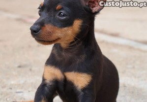imagem_1