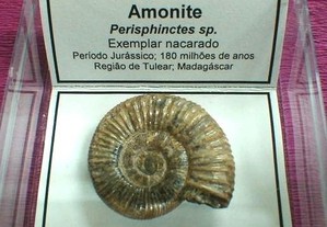 Amonite Perisphinctes nacarado fóssil 6x6cm-cx