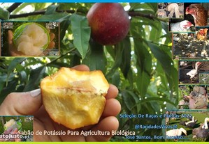 imagem_3