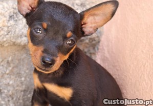 imagem_2