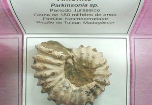Amonite Parkinsonia nacarado fóssil 6x11x11cm-cx