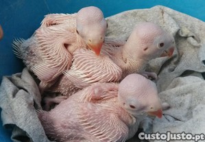 imagem_3