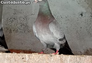 imagem_1