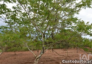 imagem_16