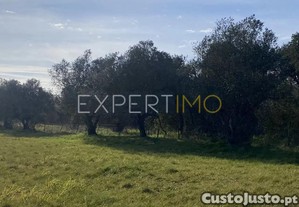 imagem_7