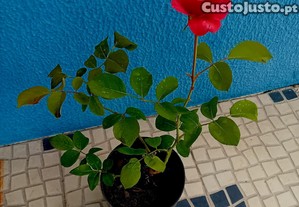 Roseira de arbusto vermelha 