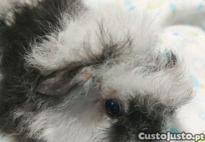 imagem_4