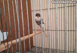imagem_8