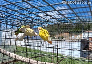 Quatro roseicollis novos para trocar