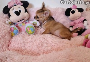 imagem_5