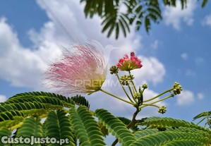 imagem_39