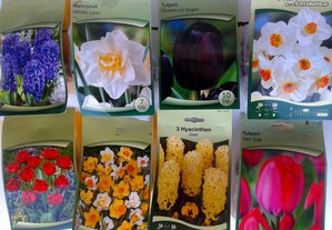 Bolbos vários - tulipa, narciso, jacinto, jarro