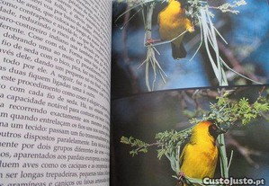 imagem_6