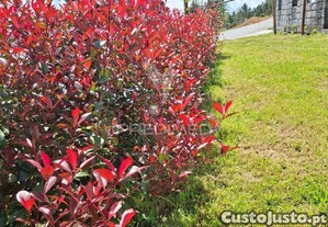 imagem_38