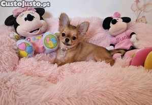 imagem_3