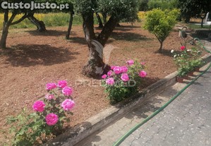 imagem_10