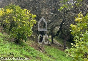 imagem_9