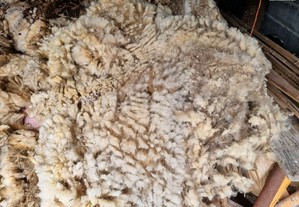Lã de ovelha (Raça Bordaleira, e outras)
