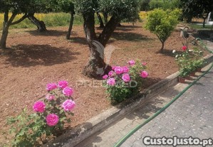 imagem_30